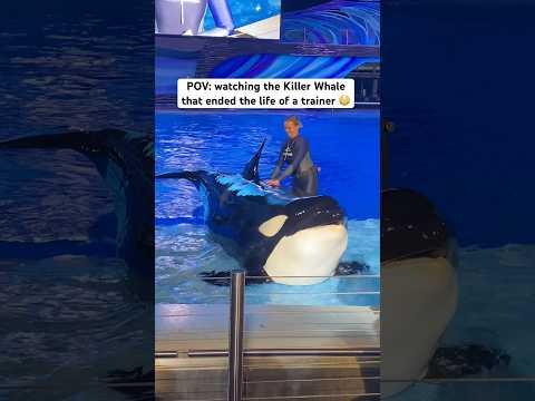 This Killer Whale ended a life of a trainer 😳