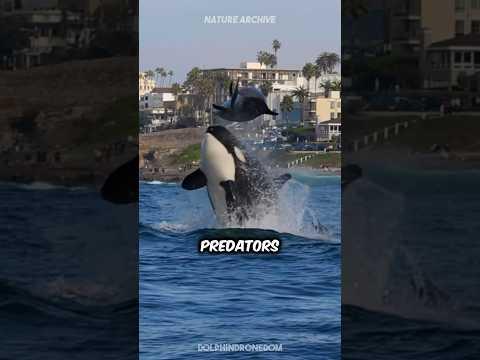 The ONLY Animal Orcas FEAR!!! 😱