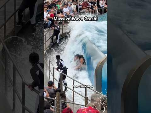 Massive Orca Whale Wave Crash on Guests! 🐳 #seaworld #funny #orca #killerwhale #orcaencounter