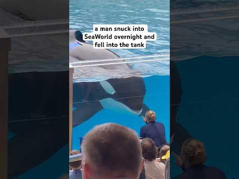 Man dies from Killer Whale at SeaWorld