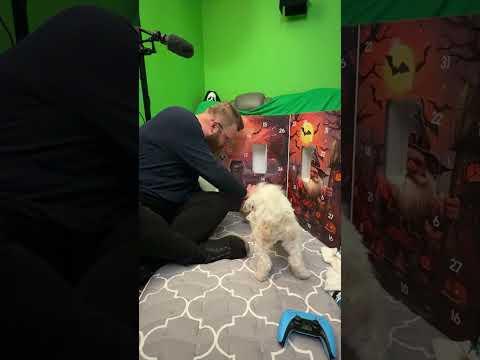 Day 25!! And it’s time for Obi to help with a gnome!