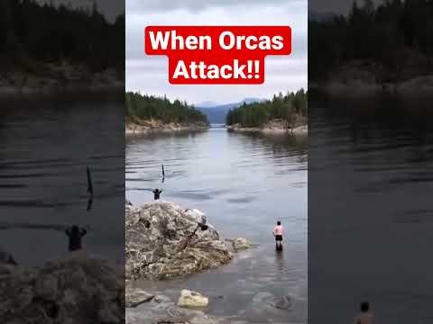 ORCAS- The Killer Whale