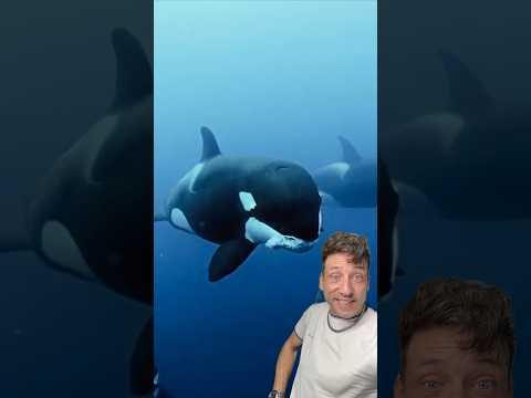 The 2 most feared Orcas in the Ocean