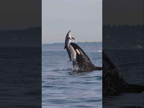 Killer Whales will never be denied! Amazing clip from Gone Whale Watching in San Diego! #orca