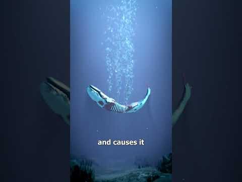 What Happens When A Whale Dies? 😢