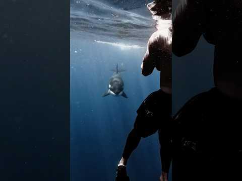 Mama Orca comes straight at us , says hello, smiles, and goes on her way 💙 #orca